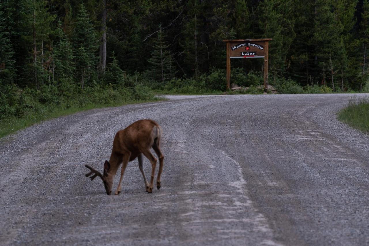 Mount Engadine Lodge Kananaskis Ngoại thất bức ảnh